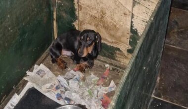 Teckels weggehaald bij fokker in Gelderland: 'Zaten in eigen uitwerpselen'