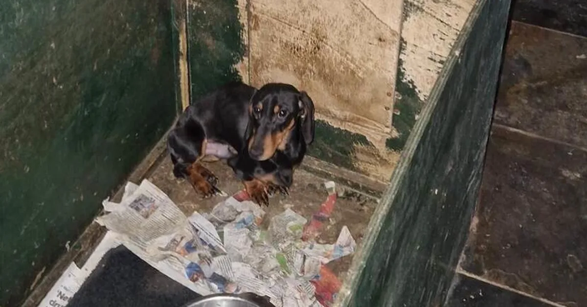Teckels weggehaald bij fokker in Gelderland: 'Zaten in eigen uitwerpselen'