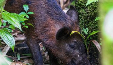 De varkens op de eilanden in de Stille Oceaan werden 4.000 jaar geleden met bootjes meegenomen vanuit Taiwan