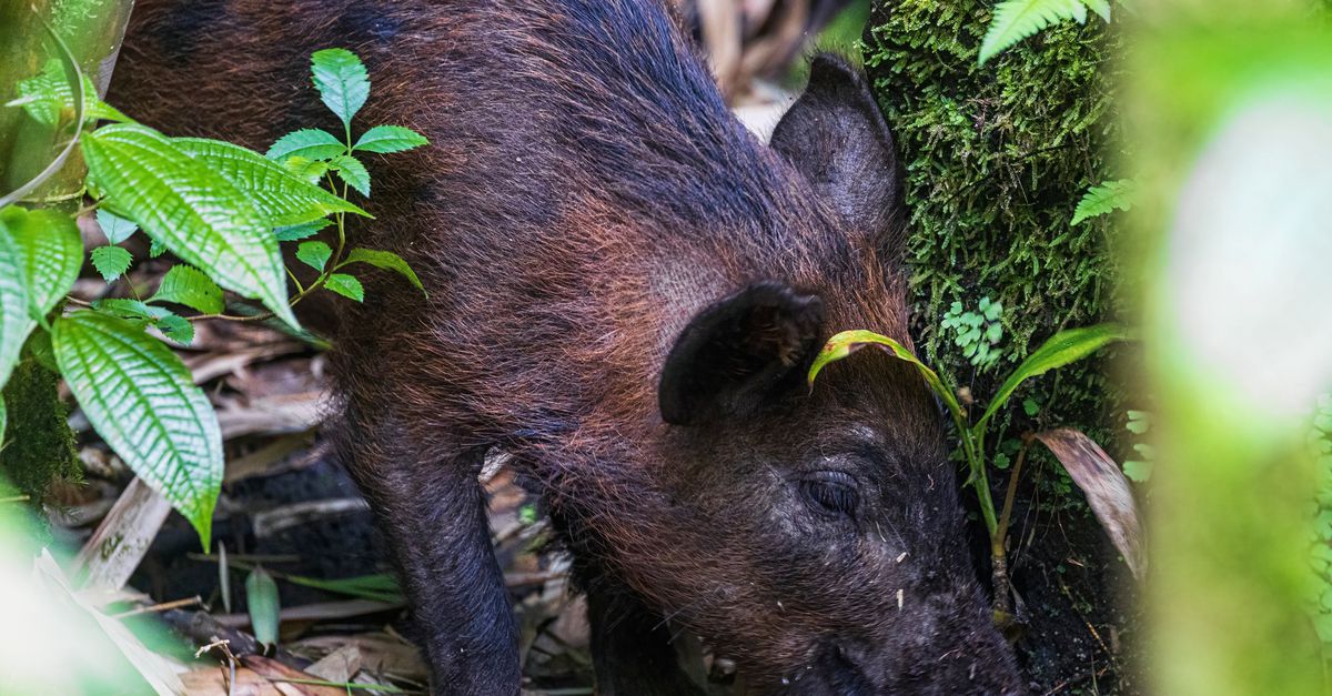 De varkens op de eilanden in de Stille Oceaan werden 4.000 jaar geleden met bootjes meegenomen vanuit Taiwan