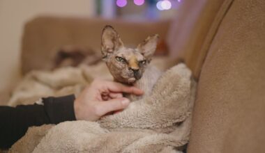 Vanaf 1 januari geldt een fok- en houdverbod voor naaktkatten