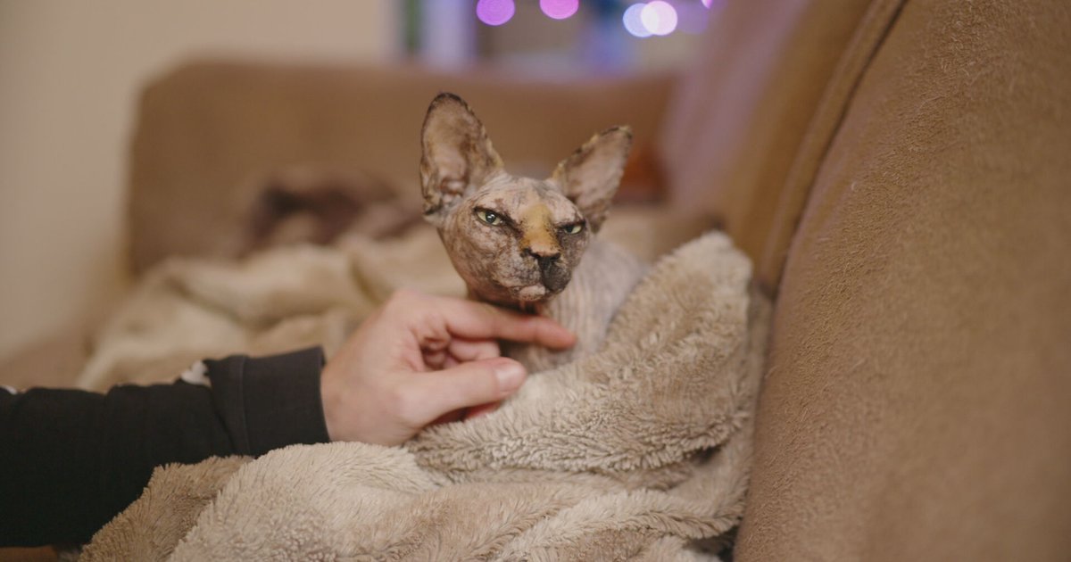 Vanaf 1 januari geldt een fok- en houdverbod voor naaktkatten
