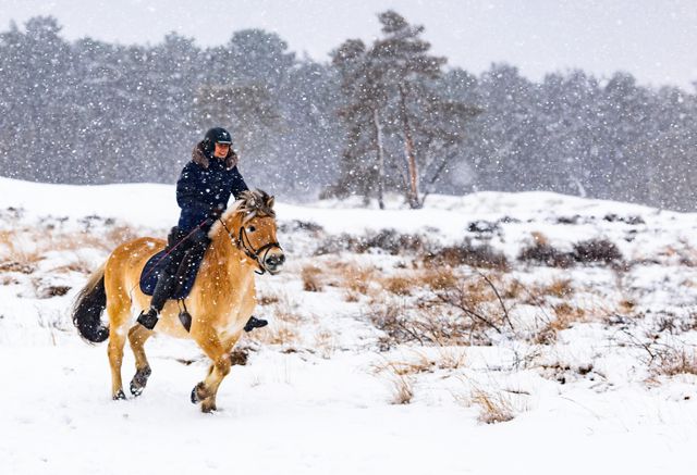 Paardrijden in Nationaal Park De Loonse en Drunense Duinen. 