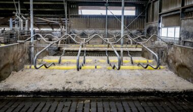 Uitkoop van veehouderijen levert minder stikstofwinst op dan verwacht: veel boeren trekken zich terug