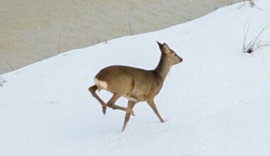 Een sprint door het winterwit: reeën rennen door een winters Uitwellingerga