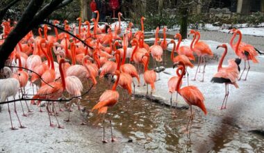 Flamingo's trekken zich niks aan van sneeuw: 'Zag rode panda koppeltjeduikelen in de sneeuw' - Omroep West