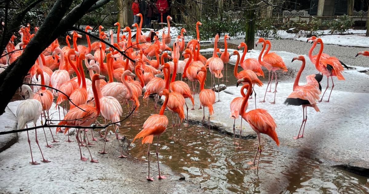 Flamingo's trekken zich niks aan van sneeuw: 'Zag rode panda koppeltjeduikelen in de sneeuw' - Omroep West