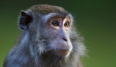 Doorbraak in apenonderzoek: motivatie gestuurd door hersenmanipulatie