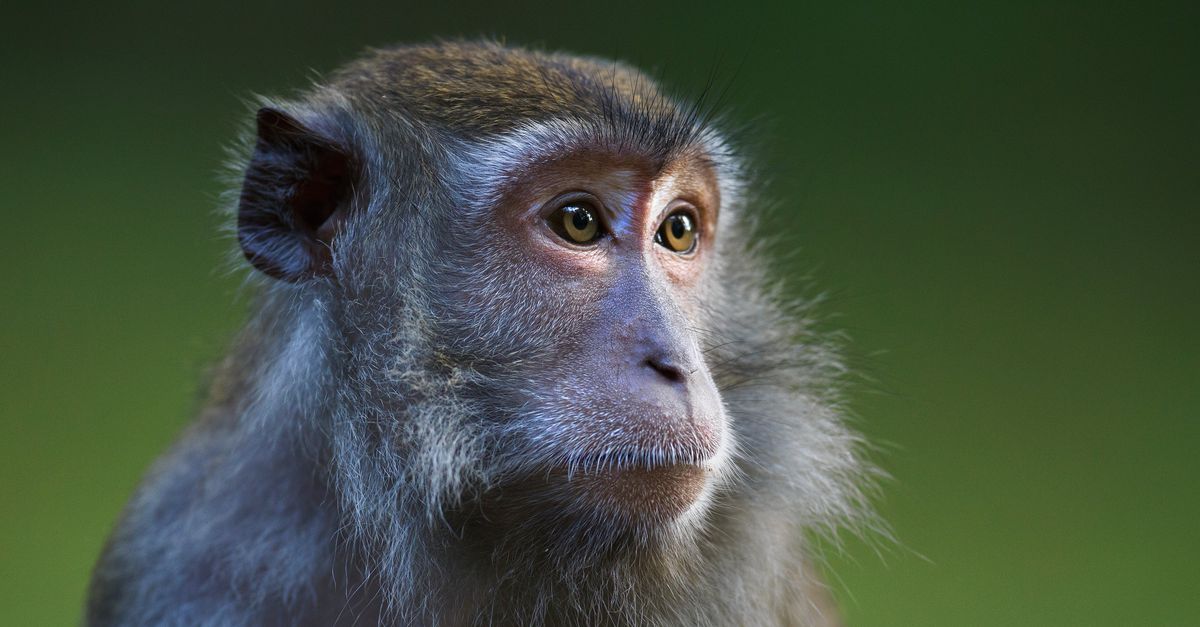 Doorbraak in apenonderzoek: motivatie gestuurd door hersenmanipulatie