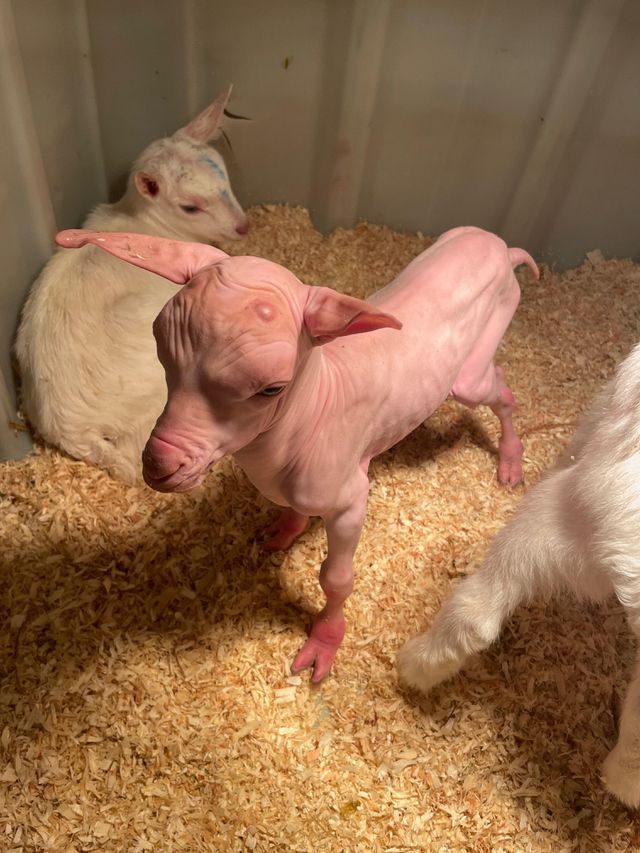 Jan, met op de achtergrond bokjes mét vacht.