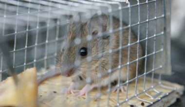 Vorig jaar weer meer horecazaken met spoed gesloten door plaagdieren