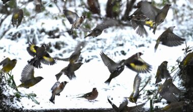 Sneeuw hoort bij Nederlandse winter, maar wordt steeds zeldzamer