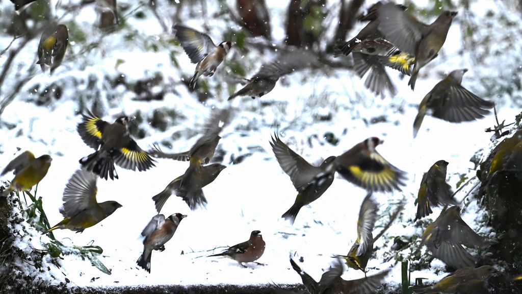 Sneeuw hoort bij Nederlandse winter, maar wordt steeds zeldzamer
