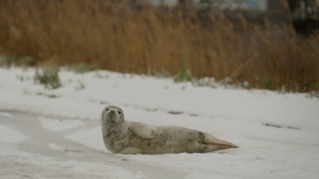 Zeehond gezien bij bedrijf in havengebied Amsterdam