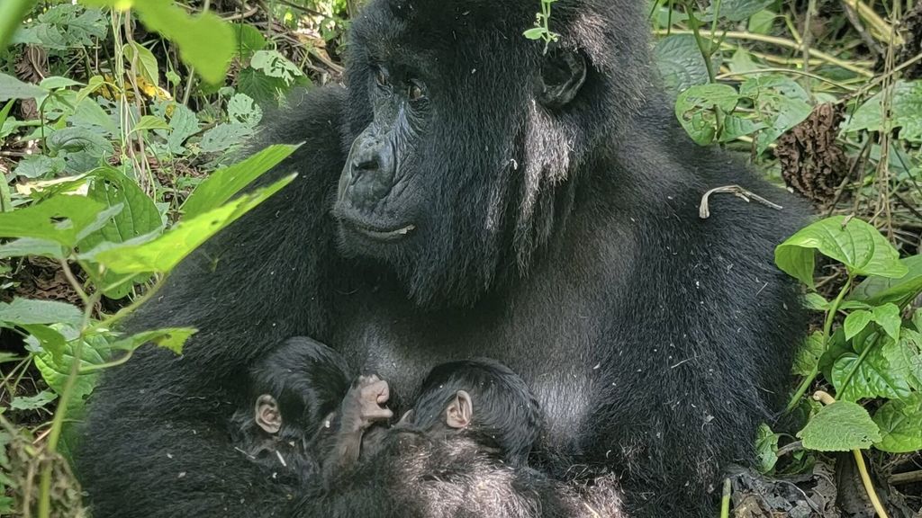 Zeldzame berggorillatweeling geboren in oudste nationale park van Afrika