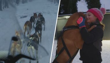 Zohra traint haar sledehonden in de sneeuw: 'Kan eindelijk in Nederland'
