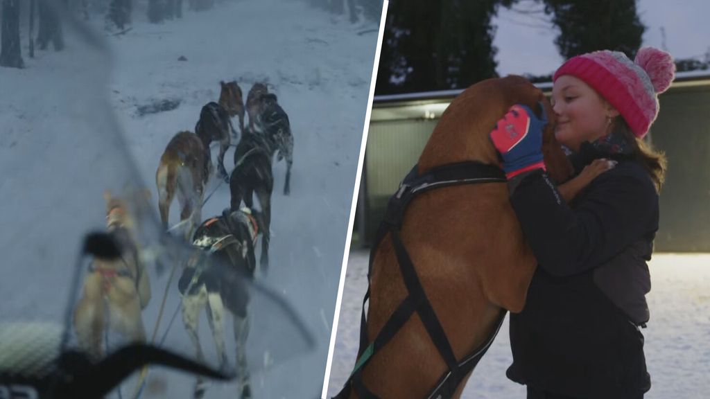 Zohra traint haar sledehonden in de sneeuw: 'Kan eindelijk in Nederland'