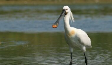 Twee van de drie gezenderde Zeeuwse lepelaars overleven de winter niet