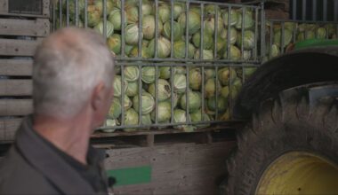 'Te goede' oogst leidt tot overaanbod: 'Kolen van paar kilo'