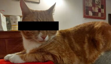 Tosti de kat heeft al meer dan 100 spullen gejat