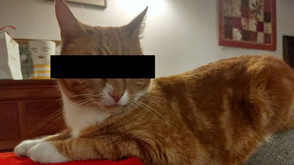 Tosti de kat heeft al meer dan 100 spullen gejat