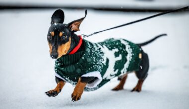 Betalen voor je hond hoeft in steeds minder gemeenten