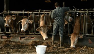 'Uitkoopregeling boeren had 1,5 miljard goedkoper gekund'