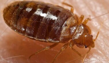 Bedwants legt rechtszaak in België stil