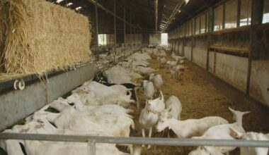 Kamer voor afstand tussen nieuwbouw en geiten, vraagt kabinet vaart te maken