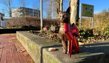 Geliefde stationskat heeft permanent eerbetoon bij station Purmerend 