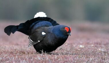 Nog maar 25 korhoenders over op Sallandse Heuvelrug: 'Het gaat moeizaam'