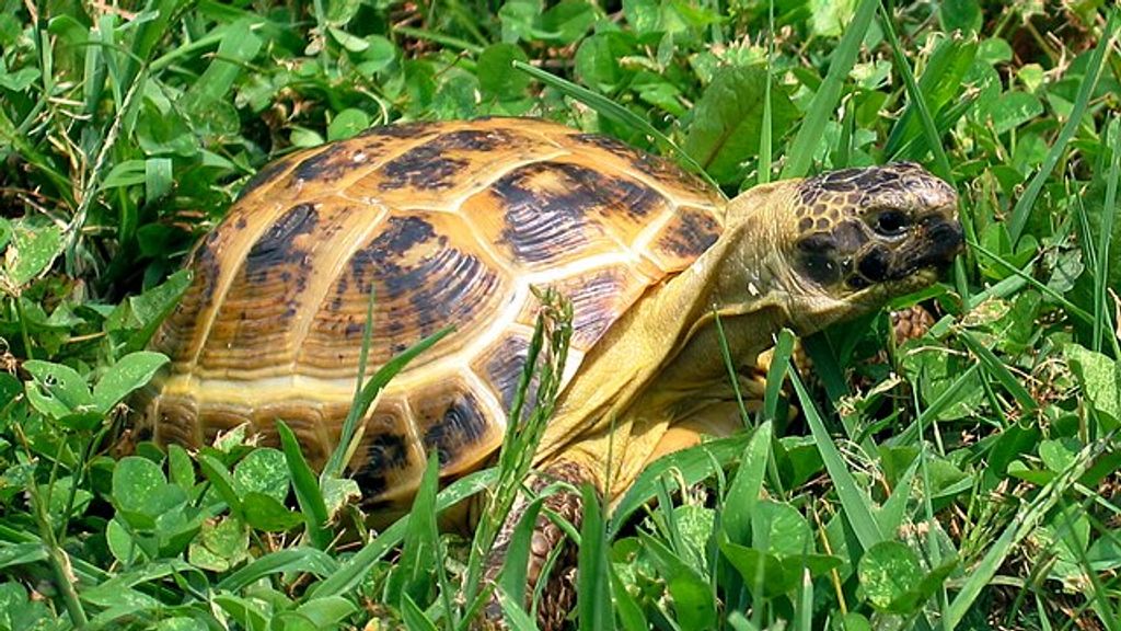 Van Oezbeekse schildpad tot koraal, handel in bedreigde diersoorten gehalveerd