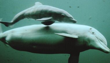 Oudste dolfijn van Nederland (58) in Dolfinarium dood