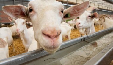 Wiersma wil minimumafstand geitenhouderij en woning