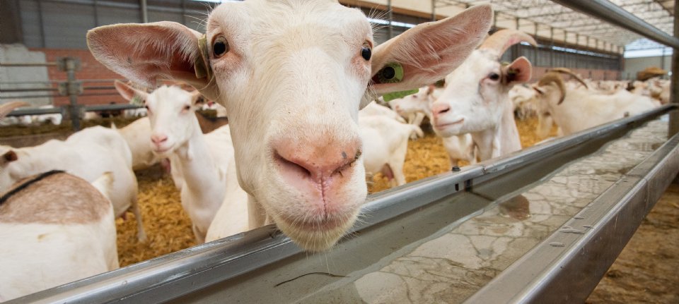 Wiersma wil minimumafstand geitenhouderij en woning