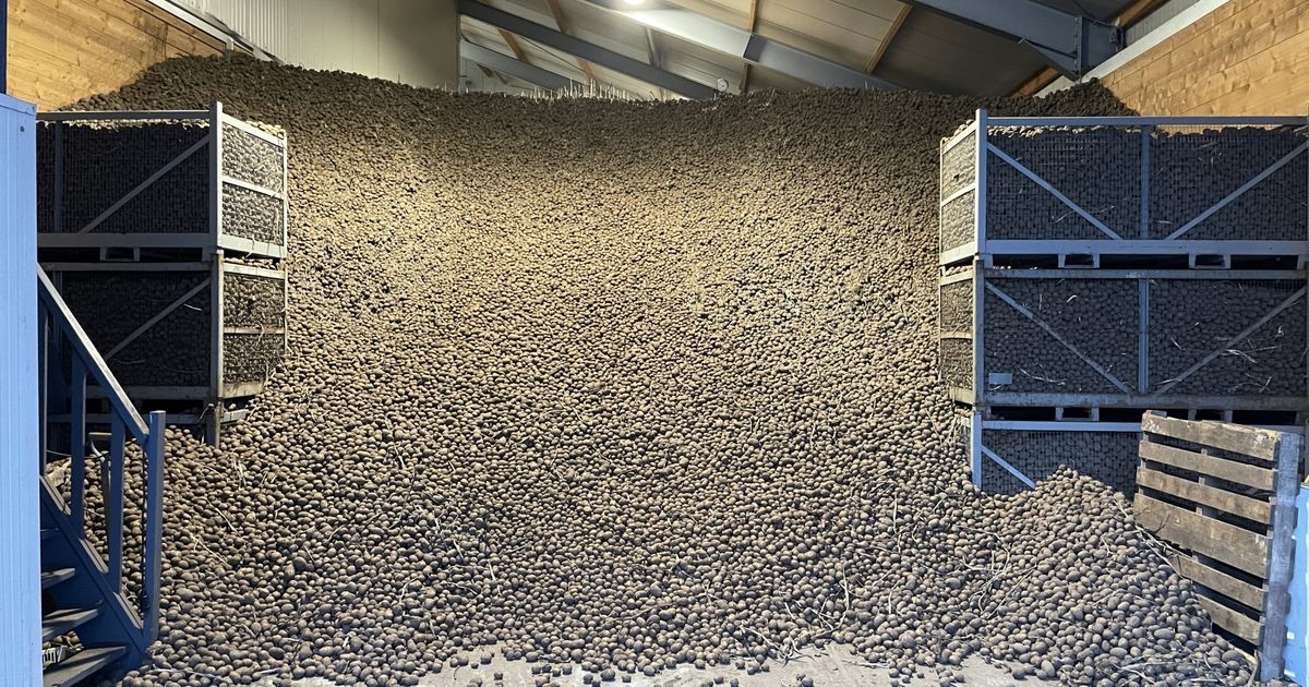 Aardappeloogst van bijna een miljoen kilo krijgt tweede kans - RTV Noord