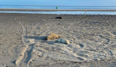 Opvang Lauwersoog ontfermt zich over met vogelgriep besmette zeehond - RTV Noord