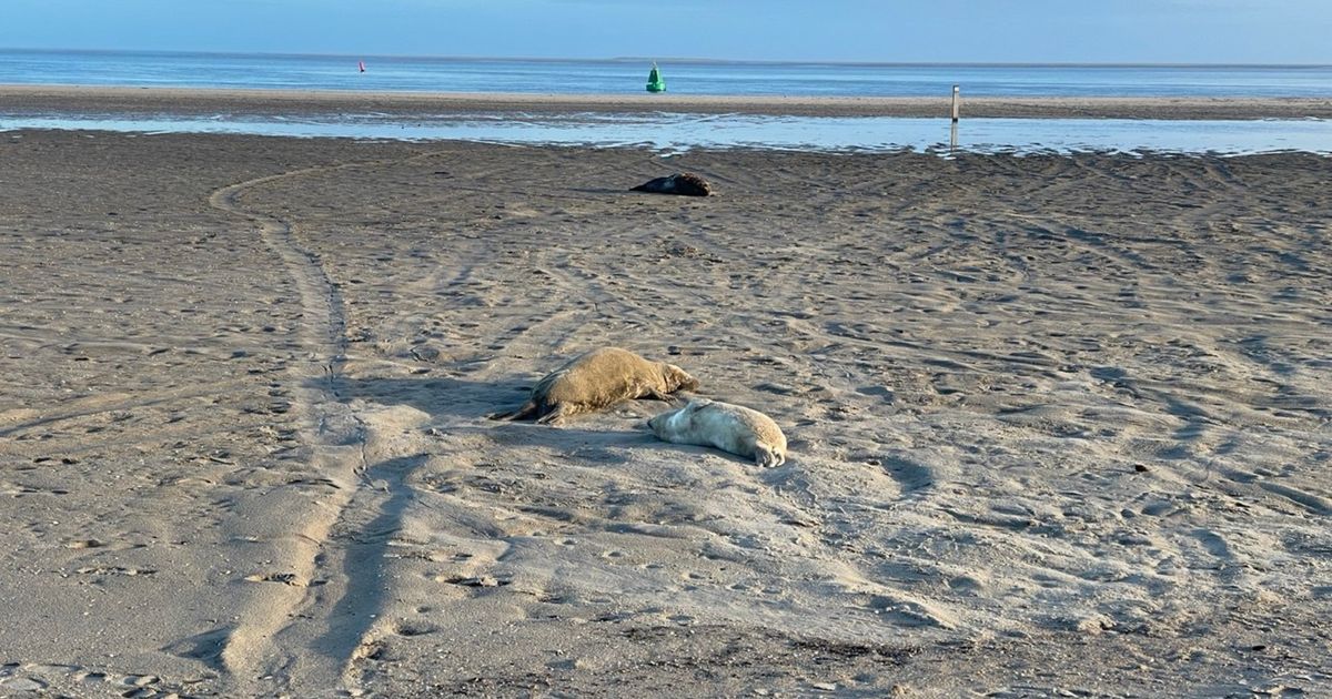 Opvang Lauwersoog ontfermt zich over met vogelgriep besmette zeehond - RTV Noord