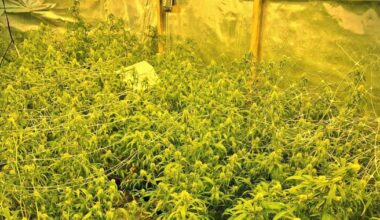 Hennepkwekerij met 266 planten aangetroffen in Leeuwarden | Grootmoeder krijgt locatieverbod bij school van haar kleinkinderen