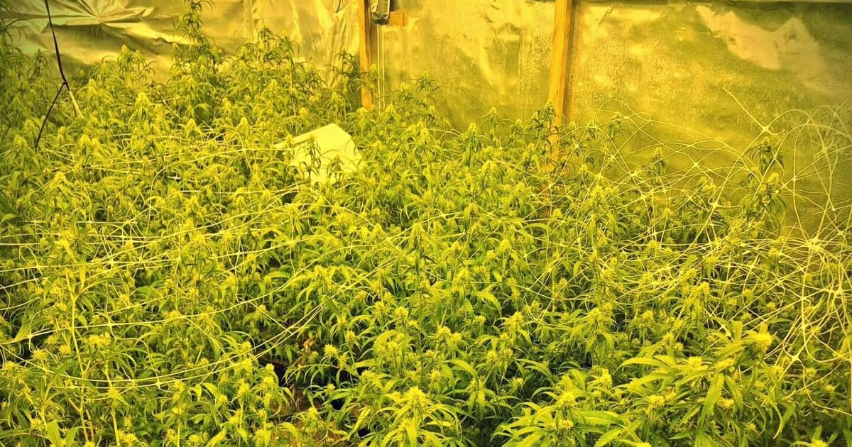 Hennepkwekerij met 266 planten aangetroffen in Leeuwarden | Grootmoeder krijgt locatieverbod bij school van haar kleinkinderen