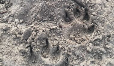 Omroep Flevoland - Nieuws - DNA-materiaal bevestigt twee wolvenaanvallen in november