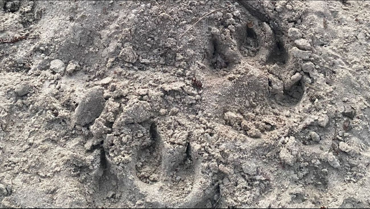 Omroep Flevoland - Nieuws - DNA-materiaal bevestigt twee wolvenaanvallen in november