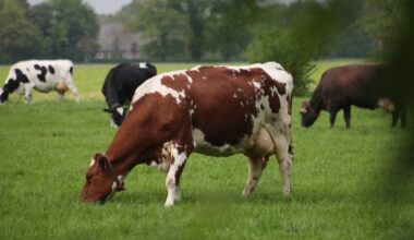 Recordcijfers: Drentse melkveehouders zien massaal perspectief in doelsturing