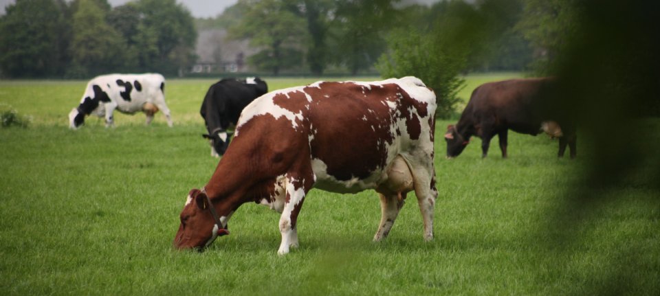 Recordcijfers: Drentse melkveehouders zien massaal perspectief in doelsturing