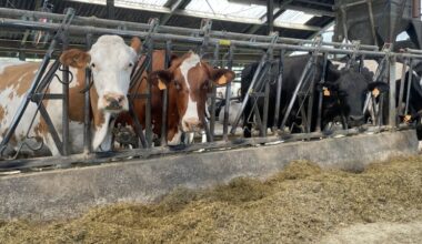 Deense Bovaer-problemen mogelijk gelinkt aan zwavelrijk rantsoen