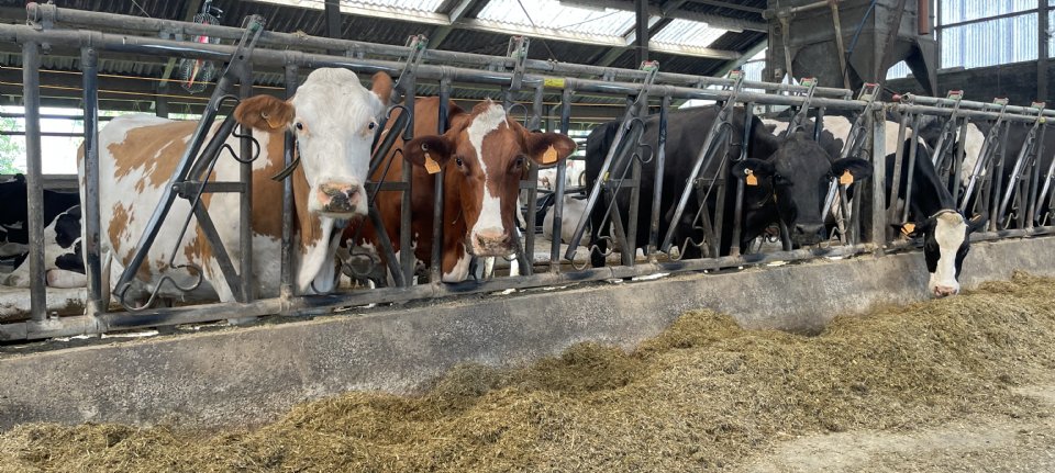 Deense Bovaer-problemen mogelijk gelinkt aan zwavelrijk rantsoen