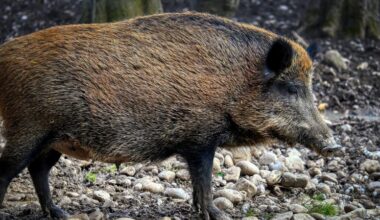 Afrikaanse varkenspest in Spanje komt niet uit laboratorium