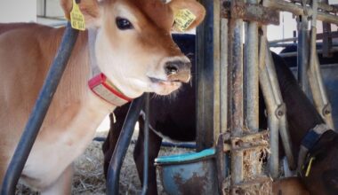 Campagne tegen voeren pluimveemest aan Israëlisch rundvee