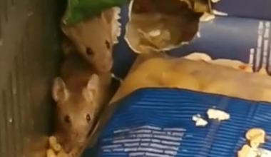 Recordaantal horecazaken dicht door muizenoverlast