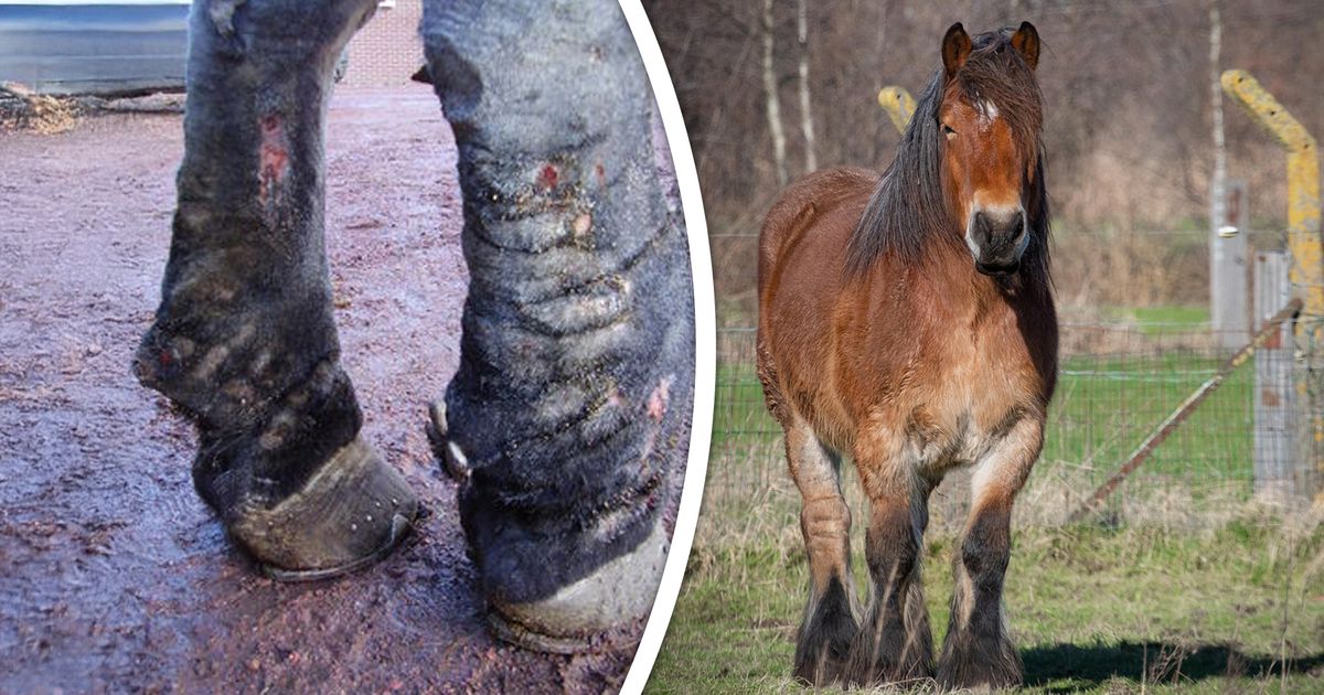Erica (38) wil haar paard niet kwijt en moffelt hem weg voor inspecteurs: 'Ik was in paniek'
